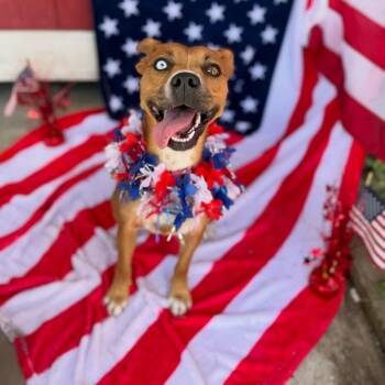 Dottie Sue your Personal Ray of Sunshine -  Pit Bull Terrier and American Staffordshire Terrier Dog for Adoption in Friendswood, Texas - Dottie Sue Your Personal Ray Of Sunshine | PetCurious