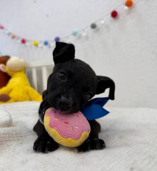 Chihuahua and Dachshund Dogs Available for Adoption in Friendswood, Texas - Jasper Funtime Baby | PetCurious