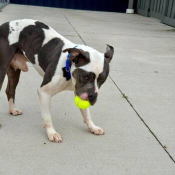 Pit Bull Terrier Dogs Available for Adoption in Matteson, Illinois - Arrambide | PetCurious