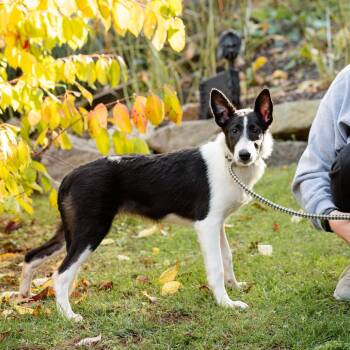 Rescue Border Collie and Rough Collie Dogs for Adoption in Chester Springs, Pennsylvania - Blair | PetCurious