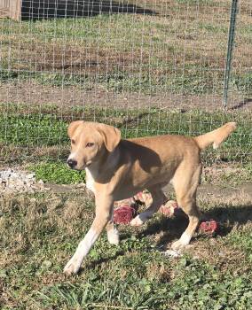 Rescue Hound Dogs for Adoption in Petersburg, Indiana - Milo | PetCurious