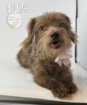 Yorkshire Terrier and Dachshund Dogs Available for Adoption in Benton, Louisiana - Hilde | PetCurious