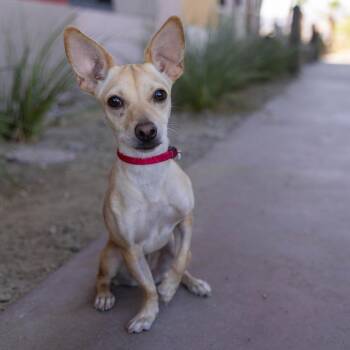 Keke -  Chihuahua Dog for Adoption in Palm Springs, California - Keke | PetCurious