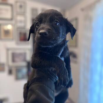 Rottweiler and Mixed Breed Dogs Available for Adoption - Patrick | PetCurious