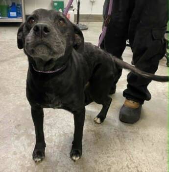 Rescue Pit Bull Terrier and Mixed Breed Dogs for Adoption in Bowling Green, Kentucky - Harley | PetCurious