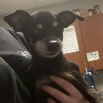 Chika -  Chihuahua Dog for Adoption in Yuma, Arizona - Chika | PetCurious