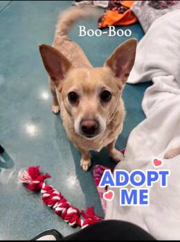 Terrier and Chihuahua Dogs Available for Adoption in Saginaw, Michigan - Boo-Boo | PetCurious