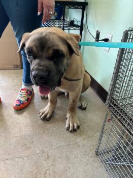 Scaredy Cat -  American Staffordshire Terrier Dog for Adoption in New Braunfels, Texas - Scaredy Cat | PetCurious