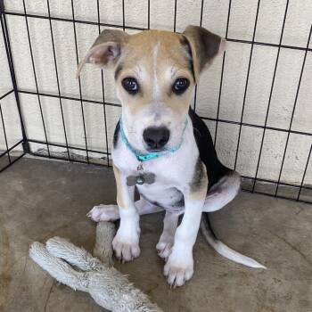 Beagle Dogs Available for Adoption in Escondido, California - Watson | PetCurious