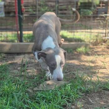 Sweetheart -  Pit Bull Terrier and Mixed Breed Dog for Adoption in Dover, Arkansas - Sweetheart | PetCurious