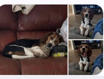 Ellie Mae -  Beagle Dog for Adoption in Minneapolis, Minnesota - Ellie Mae | PetCurious
