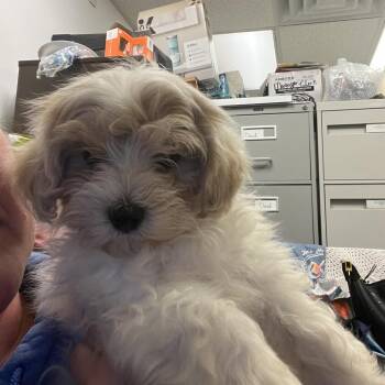 Bibble -  Maltese Dog for Adoption in Sinking Spring, Pennsylvania - Bibble | PetCurious