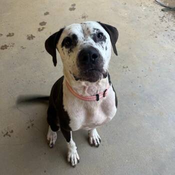 Cookiebutter -  Mixed Breed Dog for Adoption in Bentonville, Arkansas - Cookiebutter | PetCurious