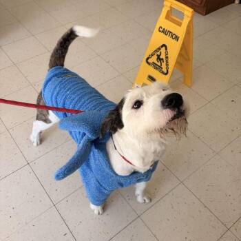 Peeps -  Mixed Breed Dog for Adoption in Davenport, Iowa - Peeps | PetCurious