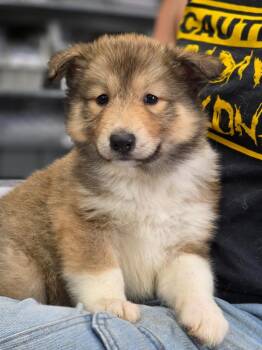 Ellie -  Collie Dog for Adoption in Carthage, Missouri - Ellie | PetCurious