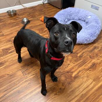 Pit Bull Terrier and Mixed Breed Dogs Available for Adoption - Shadow | PetCurious