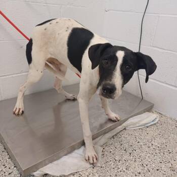 Noble Lady -  Pointer and Cattle Dog Dog for Adoption in Hattiesburg, Mississippi - Noble Lady | PetCurious