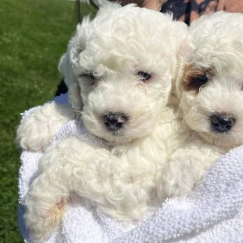 Tata -  Miniature Poodle and Mixed Breed Dog for Adoption in Nashville, Tennessee - Tata | PetCurious