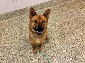 HERO -  Chow Chow and Australian Kelpie Dog for Adoption in Colorado Springs, Colorado - HERO | PetCurious