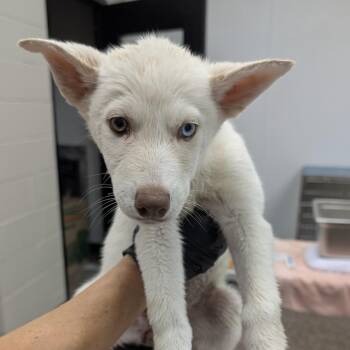 Jill -  Husky Dog for Adoption in Norman, Oklahoma - Jill | PetCurious