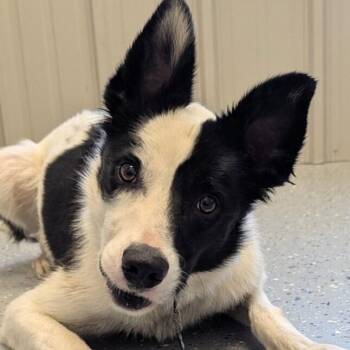 Willy -  Border Collie and Mixed Breed Dog for Adoption in Yankton, South Dakota - Willy | PetCurious