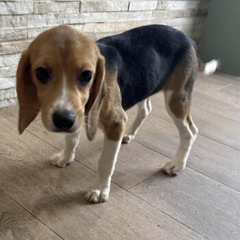 FOG6 2243 -  Beagle Dog for Adoption in Loxahatchee Groves, Florida - FOG6 2243 | PetCurious