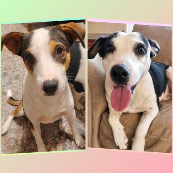 Bud and Minnie -  Jack Russell Terrier and Terrier Dog for Adoption in San Antonio, Texas - Bud And Minnie | PetCurious