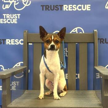 PETER -  Terrier Dog for Adoption in Waterford, New Jersey - PETER | PetCurious