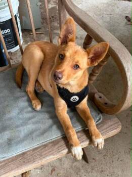 Ringer -  Mixed Breed Dog for Adoption in Thousand Oaks, California - Ringer | PetCurious
