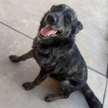 Azul -  German Shepherd Dog and Labrador Retriever Dog for Adoption in San Diego, California - Azul | PetCurious