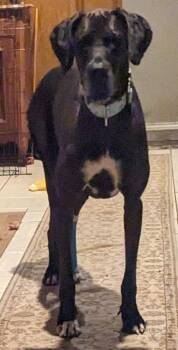 Dana -  Great Dane Dog for Adoption in Larkspur, Colorado - Dana | PetCurious