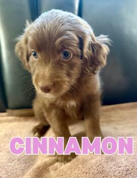 Cinnamon -  Aussiedoodle Dog for Adoption in Shalimar, Florida - Cinnamon | PetCurious
