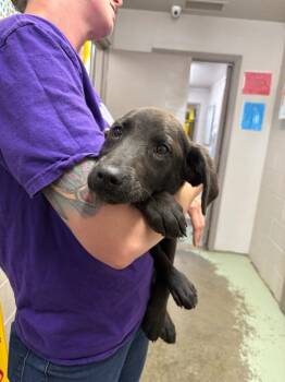 Mixed Breed Dogs Available for Adoption in Murray, Kentucky - Meatball | PetCurious