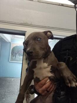 Edgar(frenchman) -  Pit Bull Terrier Dog for Adoption in Mobile, Alabama - Edgar(frenchman) | PetCurious