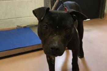 Mixed Breed Dogs Available for Adoption - PINTO | PetCurious