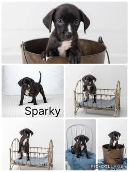 Sparky -  Fox Terrier and Labrador Retriever Dog for Adoption in Enterprise, Alabama - Sparky | PetCurious