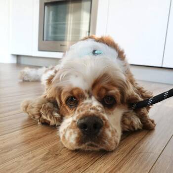 #326 Odysseus (Odie) -  Cocker Spaniel Dog for Adoption in Twin Lakes, Wisconsin - #326 Odysseus (Odie) | PetCurious