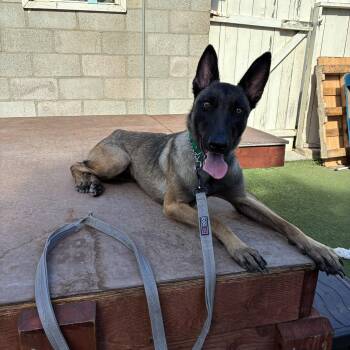 Nora -  Belgian Shepherd Malinois Dog for Adoption in Los Angeles, California - Nora | PetCurious