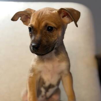 Terrier and Husky Dogs Available for Adoption - Sweetie | PetCurious