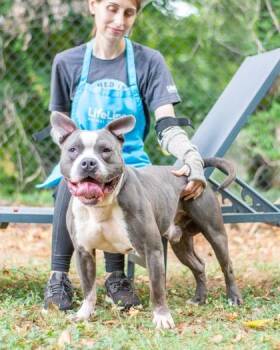 Antler -  Mixed Breed Dog for Adoption in Chamblee, Georgia - Antler | PetCurious