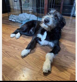 Rescue Giant Schnauzer and Irish Wolfhound Dogs for Adoption in Columbia, Maryland - Nova Cs | PetCurious