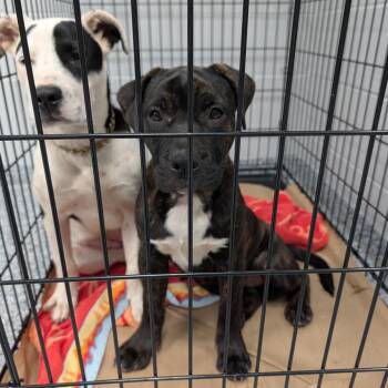 lucy -  American Staffordshire Terrier Dog for Adoption in Greenville, South Carolina - Lucy | PetCurious