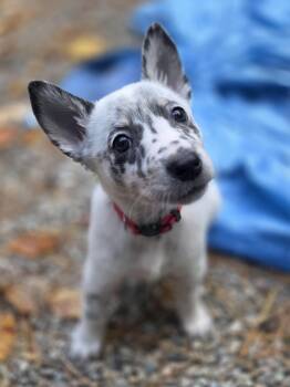Rescue Australian Cattle Dog Blue Heeler Dogs for Adoption in Stewart Manor, New York - Mary | PetCurious