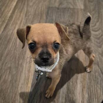 Dixie -  Chihuahua and Pug Dog for Adoption in Warren, Rhode Island - Dixie | PetCurious