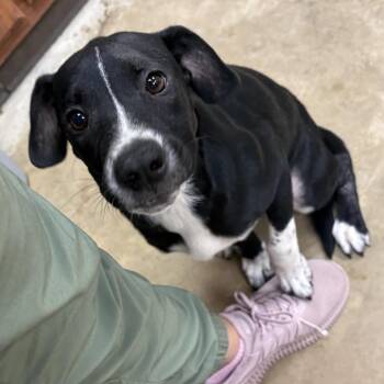 Tatum-100601U -  Border Collie and Mixed Breed Dog for Adoption in Tupelo, Mississippi - Tatum-100601U | PetCurious