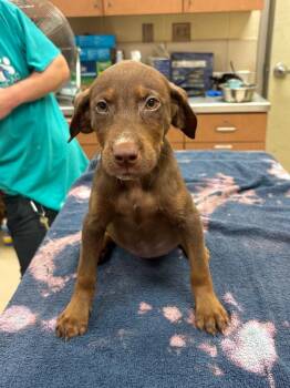 Kayla -  Mixed Breed Dog for Adoption in Bossier City, Louisiana - Kayla | PetCurious