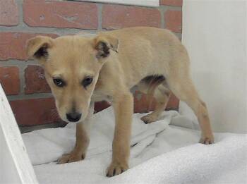 German Shepherd Dog and Mixed Breed Dogs Available for Adoption - GLORIA | PetCurious