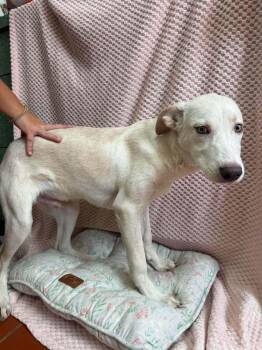 Webster -  Labrador Retriever and Mixed Breed Dog for Adoption in Groveland, Massachusetts - Webster | PetCurious