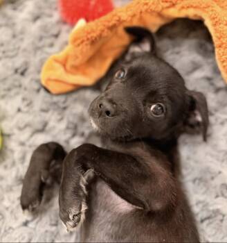 Wyatt -  Terrier and Dachshund Dog for Adoption in Clearwater, Florida - Wyatt | PetCurious