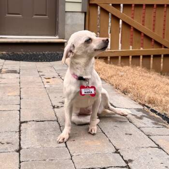 Chihuahua Dogs Available for Adoption - Maria | PetCurious